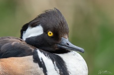 Male Hooded Merganser close-up