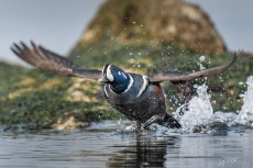 Harlequin Duck takes flight
