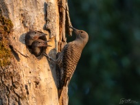Adult female Northern Flicker (Colaptes auratus) at nesthole with chicks.