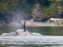 Orca Whale approaches sea kayak camp on Johnstone Strait.