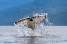 Orca Whale (killer whale) tail on Johnstone Strait.