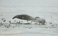 A flock of Red- necked Phalarope feed from water sturred by a Humpback Whale. Frederick Sound, SE Alaska.