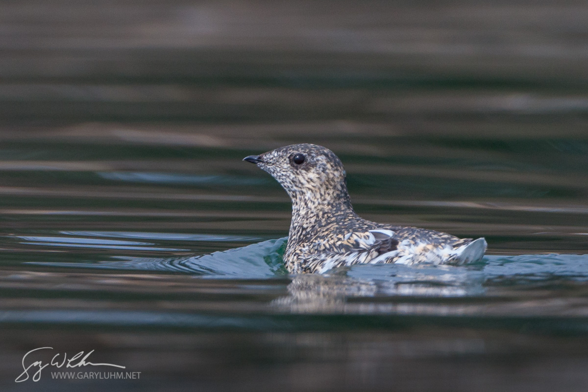 Kittlitz's Murrelet, Alaska