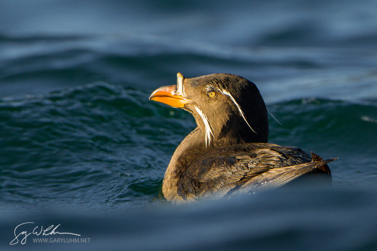 Rhinoceros Auklet, San Juan Islands