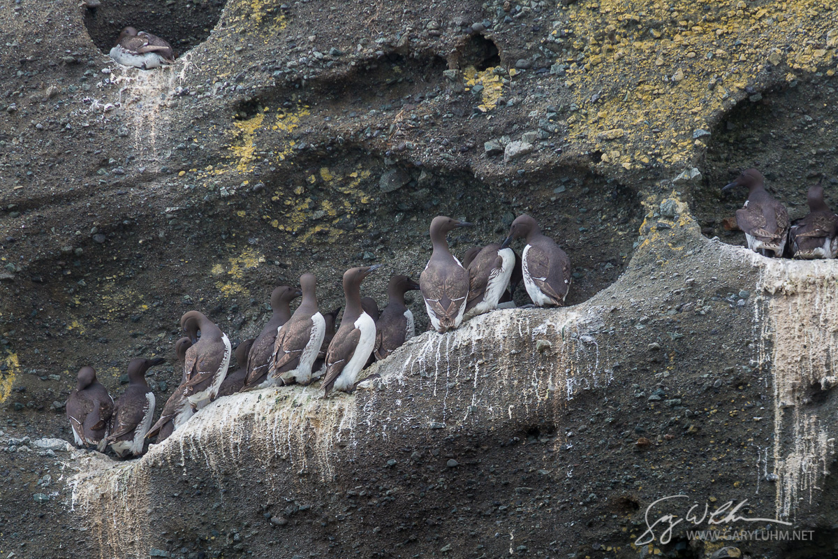 Common Murre