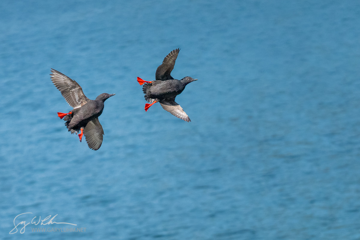 Pigeon Guillemot Mating Chase I