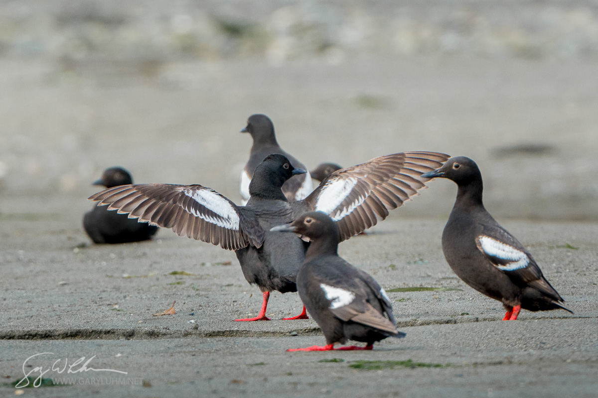 Pigeon Guillemot Roost III