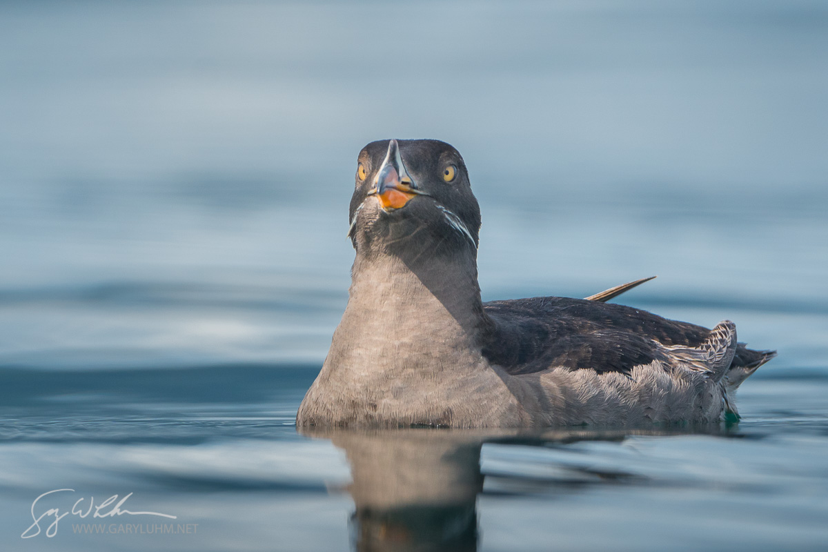 Rhinoceros Auklet