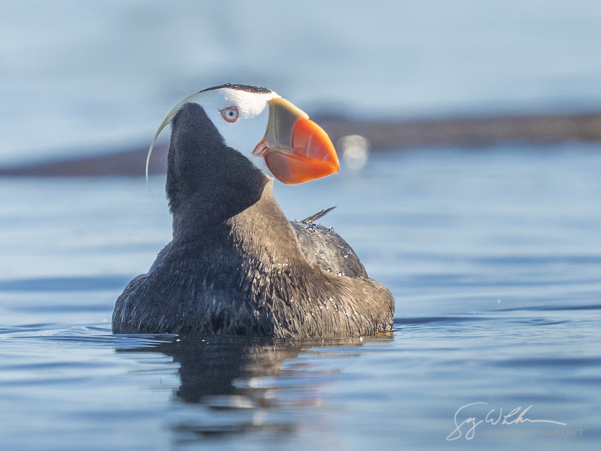 Tufted Puffin
