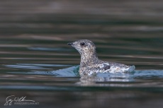 Kittlitz's Murrelet, Alaska