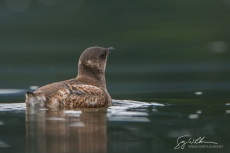 Marbled Murrelet