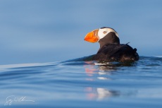 Tufted Puffin, Olympic Coast