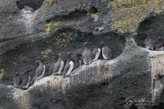 Common Murre