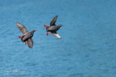 Pigeon Guillemot Mating Chase I