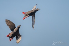 Pigeon Guillemot Mating Chase II
