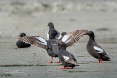 Pigeon Guillemot Roost III