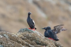 Pigeon Guillemot Roost II