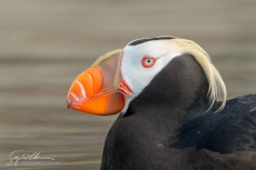 Tufted Puffin Close-up