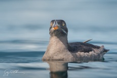 Rhinoceros Auklet