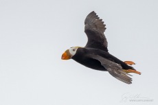 Tufted Puffin in Flight II