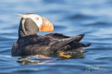 Tufted Puffin preening