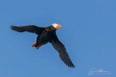 Tufted Puffin in Flight I