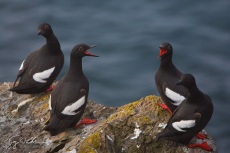 Pigeon Guillemot Roost I