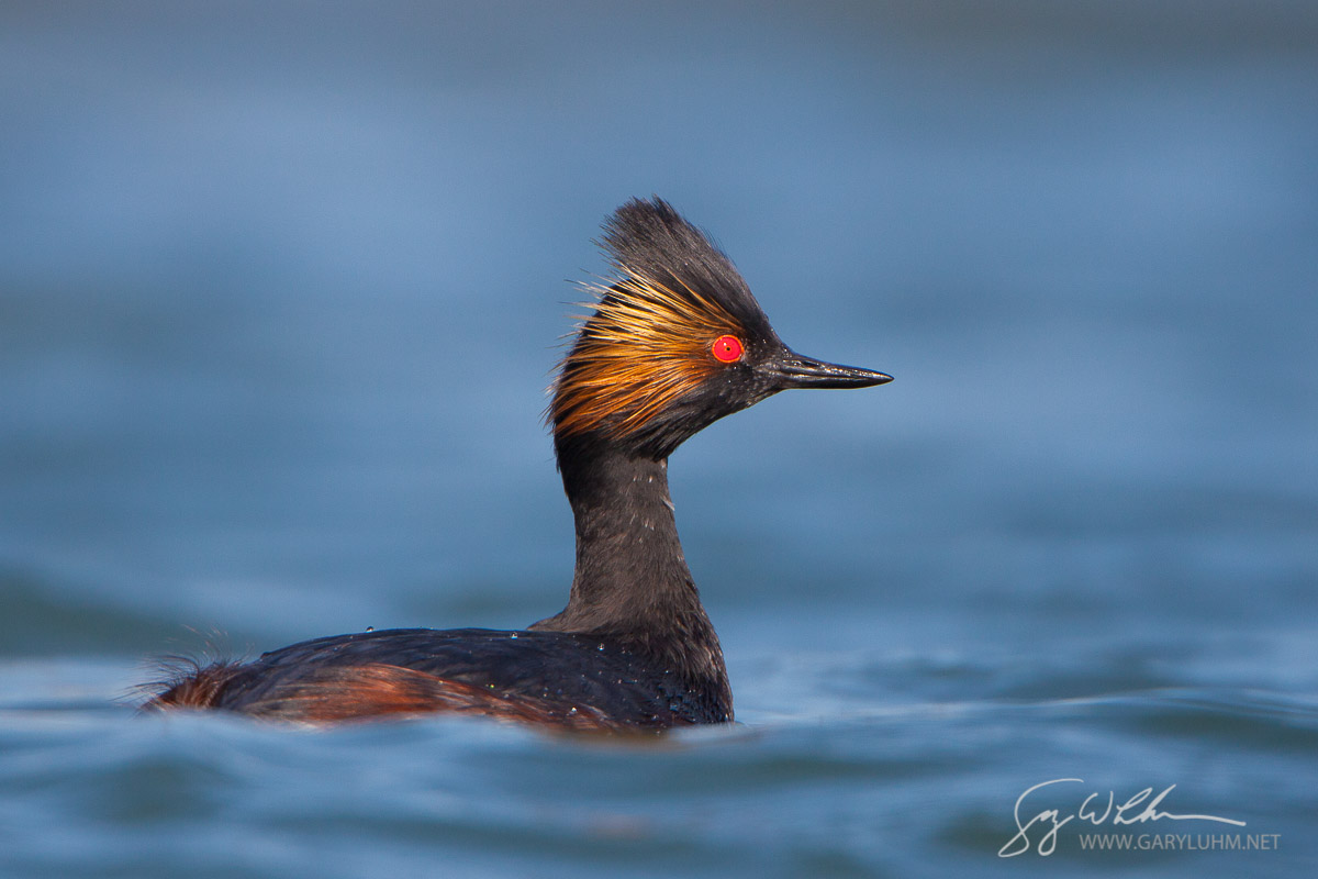 Eared Grebe, Elkhorn Slough