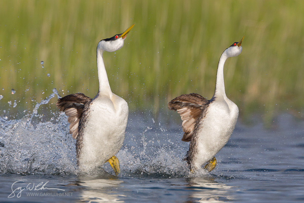 Western Grebe Rush