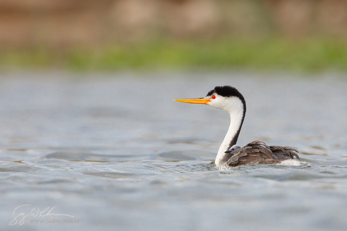 Clark's Grebe with Baby Aboard