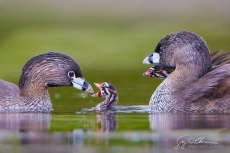 Feeding Young