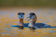 Red-necked Grebes Defend Territory