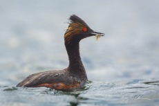 Eared Grebe with Fish