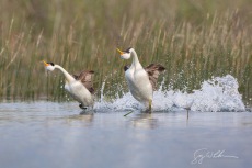 Clark's Grebe Rush
