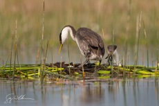 Western Grebe Floating Nest