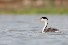 Clark's Grebe with Baby Aboard
