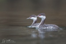Horned Grebe in Winter