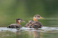 Red-necked Grebes  with Baby Aboard