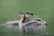 Red-necked Grebe Family