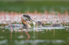Red-necked Grebe Feeds a Fish