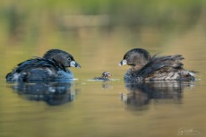 Parent Pied-billed Grebe with very small offspring
