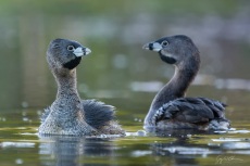 Adult male Pied-billed Grebe territorial stand-off