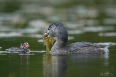 Adult Pied-billed Grebe offers a too-big fish
