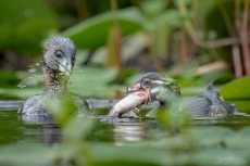 Juvenile takes a fish offer from Adult Pied-billed Grebe