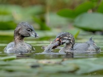 Juvenile takes a fish offer from Adult Pied-billed Grebe