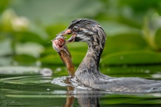 Juvenile Pied-billed Grebe with fish