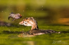 Juvenile Flips a Fish