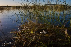 Western Grebe Nest