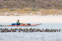 Eared Grebes, Baja