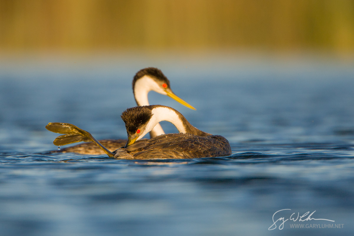 Preening, Mating Behavior